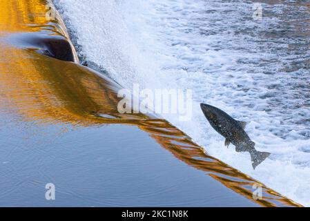 Salmon move up the Humber river attracts spectators near the Old Mill subway station in Etobicoke during their breeding season in Toronto, Canada, on October 11, 2020 (Photo by Anatoliy Cherkasov/NurPhoto) Stock Photo