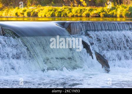 Salmon move up the Humber river attracts spectators near the Old Mill subway station in Etobicoke during their breeding season in Toronto, Canada, on October 11, 2020 (Photo by Anatoliy Cherkasov/NurPhoto) Stock Photo