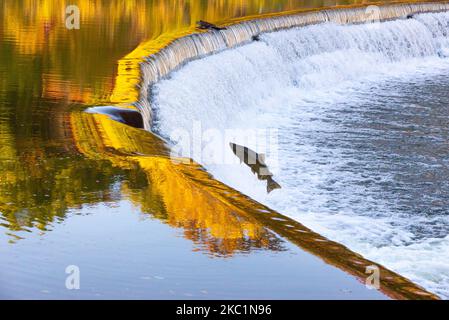 Salmon move up the Humber river attracts spectators near the Old Mill subway station in Etobicoke during their breeding season in Toronto, Canada, on October 11, 2020 (Photo by Anatoliy Cherkasov/NurPhoto) Stock Photo