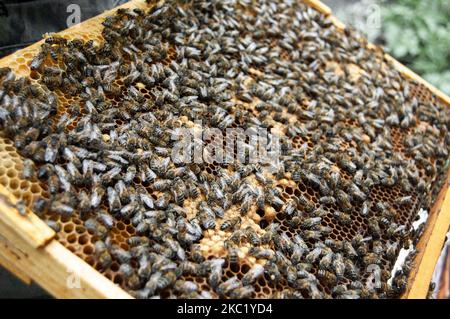 Close up of bees in beehive on honeycomb. Macro photo of working bees on honeycombs. Beekeeping Stock Photo