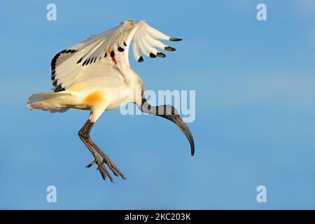 An African sacred Ibis (Threskiornis aethiopicus) in flight with open wings, South Africa Stock Photo