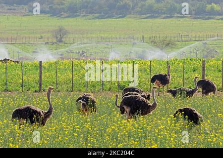Ostriches (Struthio camelus) on an ostrich farm, Karoo region, Western Cape, South Africa Stock Photo