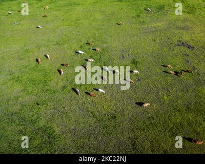 Aerial view of a herd of brown and white cows grazing in a lush green ...