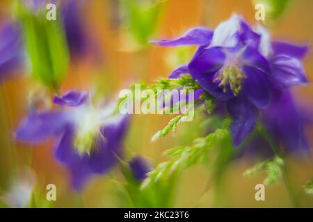 Abstract violet flowers in soft focus Stock Photo