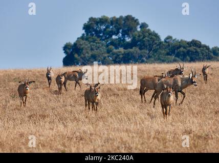 Roan Antelope with foals, Hippotragus equinus, Nyika Plateau, Malawi, Africa Stock Photo
