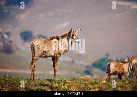 Roan Antelope with foals, Hippotragus equinus, Nyika Plateau, Malawi, Africa Stock Photo