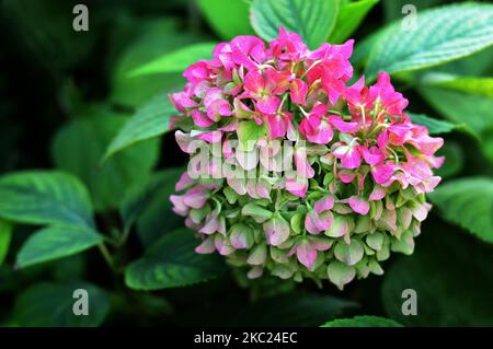 Hydrangea flower in autumn garden Stock Photo