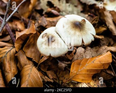 October 18th, Nijmegen. During the season, the landscape in The Netherlands is flooded with green, ochre, golden and reddish colors. There are around 5,250 species of mushrooms in the Netherlands. Many of these are under serious threat and some 200 species have become extinct in the Netherlands over recent decades. It’s the perfect season to take pictures of nature and enjoy the marvelous sights. (Photo by Romy Arroyo Fernandez/NurPhoto) Stock Photo