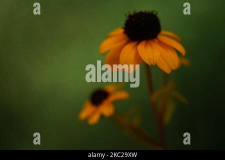 Yellow flowers bouquet on the dark green background. Stock Photo