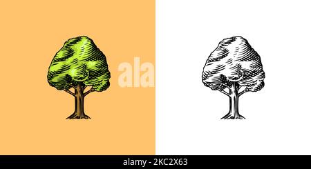 Olive tree in vintage style. The national symbol of Greece. Hand drawn engraved sketch in vintage style. Template for cards, labels or web sites. Stock Vector