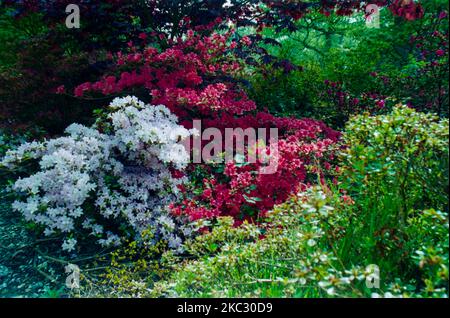 Exbury Gardens in the New Forest,  shot on film in the 1990s. Stock Photo