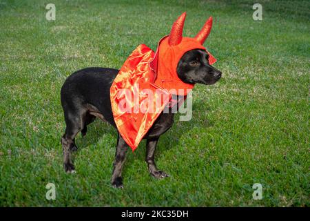 Labrador retriever dog in a stricking red Halloween devil costume, standing on a grass field. Stock Photo