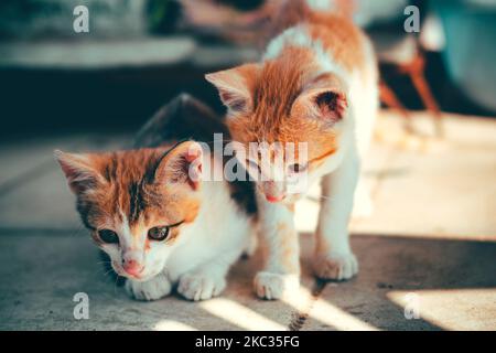 Two ginger Aegean cats, Felis catus next to each other under sunlight Stock Photo