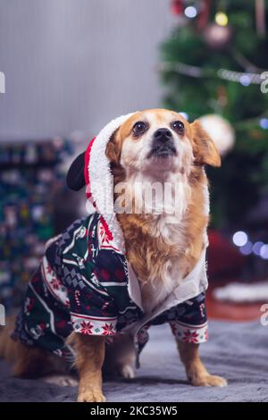 A cute happy mixed-breed dog wearing a Christmas hooded sweater posing for the photo in a decorated room with background bokeh. Funny pets concept Stock Photo
