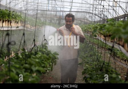 A Palestinian farmer works at a farm in Beit Lahiya, in the northern Gaza Strip, November 5, 2020. (Photo by Majdi Fathi/NurPhoto) Stock Photo