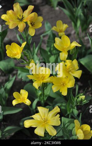 Yellow multi-flowered Single Late tulips (Tulipa) Sunshine Club bloom in a garden in April Stock Photo