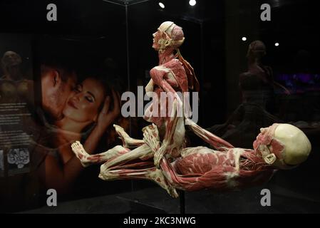 Milan, Italy. 4th Nov, 2022. Plastinator Dr. GUNTHER VON HAGENS and curator Dr AGELINA WHALLEY will present their latest exhibition BODY WORLDS - The Rhythm Of Life, in Milan, Italy.The exhibit is uniquely curated by Dr. ANGELINA WHALLEY to showcase the fragility, resilience and strength of the human body. The extraordinary real specimens demonstrate the complexity, resilience and vulnerability of the human body. The exhibition presents the body in health and distress, its vulnerabilities and potentials, and many of the challenges the human body faces as it navigates the 21st century. (Cre Stock Photo