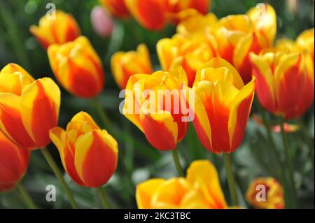 Red and yellow tulips (Tulipa) Tarzan bloom in a garden in March Stock ...