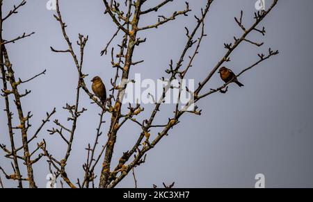 A closeup of two yellow-throated bush sparrows (Gymnoris superciliaris) on the tree Stock Photo