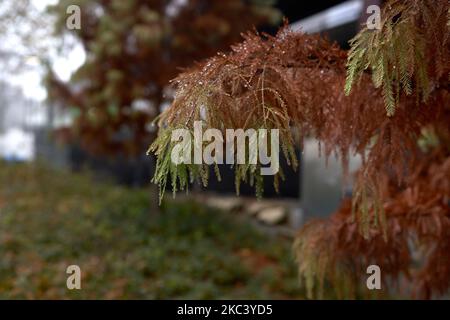 focus on terra cotta hued leaves on a Bald Cypress tree in Chicago Stock Photo