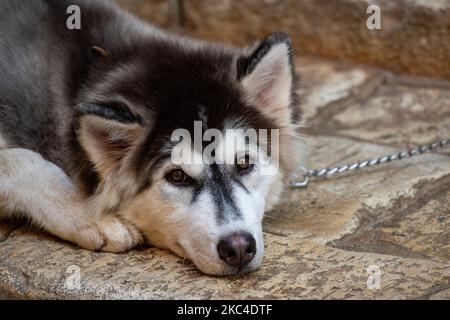 A chained up husky dog looks to camera Stock Photo