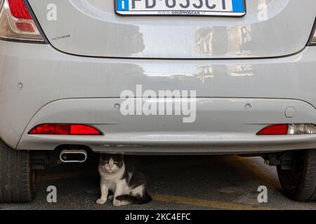A cat hides under a Fiat 500 car in Italy Stock Photo
