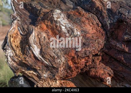 Natures work of art created out of dying rotting tree Stock Photo