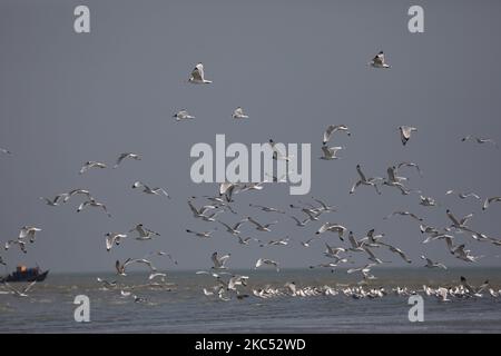 Migratory birds floking on an island in the middle of Bay of Bengal in Kuakata, Bangladesh on November 29, 2020. Like in every year, migratory birds have started flying in to Bangladesh. The mainland swamps, 'chars' (shoals) and other areas normally visited by them have begun being filled with these birds. (Photo by Ahmed Salahuddin/NurPhoto) Stock Photo