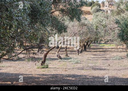 An Olive Grove in Attika in Greece near Athens International Airport ATH. The olive plantation in rows is on a hill, a slope with limestone terrain. Olive oil and olives are one of the core ingredients in Mediterranean cuisine. The Mediterranean area produces 95% of the world production according to the Food and Agriculture Organization, contributing to the GDP and the economy of each country, top 3 countries are Spain, Greece and Italy. Attika, Greece on October 11, 2020 (Photo by Nicolas Economou/NurPhoto) Stock Photo