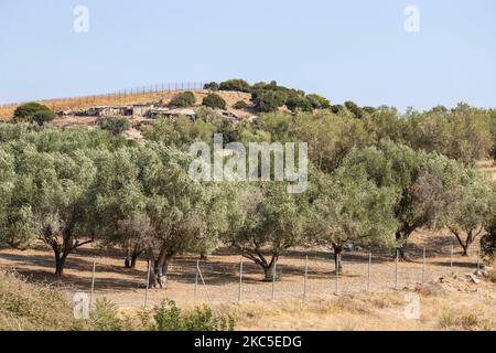 A fenced Olive Grove in Attika in Greece near Athens International Airport ATH. The olive plantation in rows is on a hill, a slope with limestone terrain. Olive oil and olives are one of the core ingredients in Mediterranean cuisine. The Mediterranean area produces 95% of the world production according to the Food and Agriculture Organization, contributing to the GDP and the economy of each country, top 3 countries are Spain, Greece and Italy. Attika, Greece on October 11, 2020 (Photo by Nicolas Economou/NurPhoto) Stock Photo