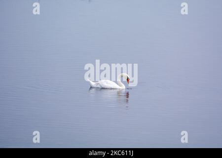 A white swan swims in a lake Stock Photo