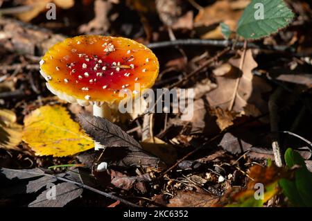 Penn Street, Buckinghamshire, UK. 4th November, 2022. Fly Agaric, Amanita muscaria,  poisonous toodstools growing on woodland floor in Penn Wood. The woods were acquired by the Woodland Trust in 1999 following a six year battle by the friends of Penn Wood  who stopped it being turned into an 18 hole golf course.  Penn Wood, set in the Chilterns an Area of Outstanding Natural Beauty is ‘old-growth’ woodland, with trees that are over 200 years old. Credit: Maureen McLean/Alamy Live News Stock Photo