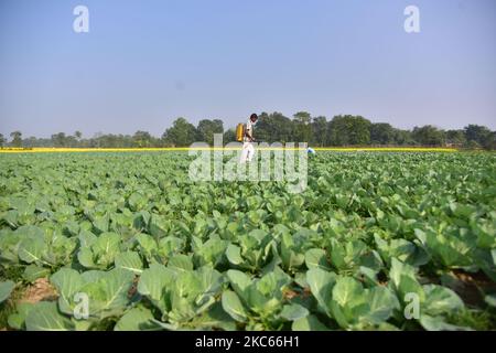 A farmer sprays pesticides to a crop of cabbages at his field in Nagaon district, in the northeastern state of Assam, India on December 20,2020. (Photo by Anuwar Hazarika/NurPhoto) Stock Photo