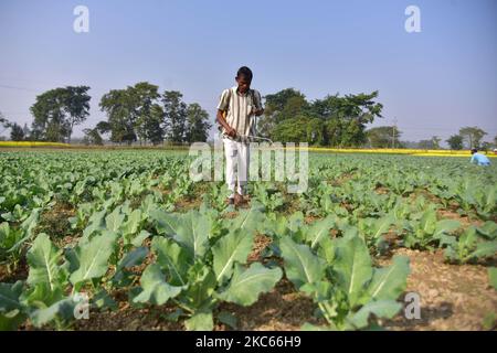A farmer sprays pesticides to a crop of cabbages at his field in Nagaon district, in the northeastern state of Assam, India on December 20,2020. (Photo by Anuwar Hazarika/NurPhoto) Stock Photo