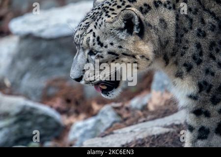 A snow leopard is seen during the annual PNC Festival of Lights Christmas Celebration at the Cincinnati Zoo and Botanical Gardens in the wake of the Coronavirus COVID-19 pandemic, Tuesday, December 22nd, 2020, in Cincinnati, Ohio, United States. (Photo by Jason Whitman/NurPhoto) Stock Photo