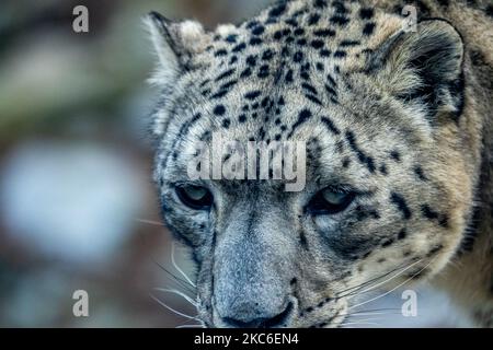 A snow leopard is seen during the annual PNC Festival of Lights Christmas Celebration at the Cincinnati Zoo and Botanical Gardens in the wake of the Coronavirus COVID-19 pandemic, Tuesday, December 22nd, 2020, in Cincinnati, Ohio, United States. (Photo by Jason Whitman/NurPhoto) Stock Photo