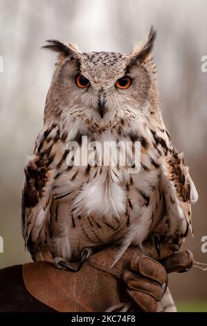 A shallow focus of Turkmenian Eagle Owl, Bubo bubo turcomanus, perched on falconry glove Stock Photo