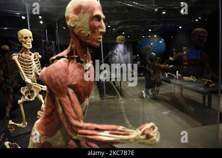 Milan, Italy. 4th Nov, 2022. The Body Worlds Exhibition on display. The exhibit is curated to showcase the fragility, resilience and strength of the human body. The extraordinary real specimens demonstrate the complexity, resilience and vulnerability of the human body. The exhibition presents the body in health and distress, its vulnerabilities and potentials, and many of the challenges the human body faces as it navigates the 21st century. (Credit Image: © Ervin Shulku/ZUMA Press Wire) Stock Photo