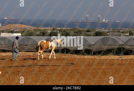 Palestinian farmers work at a field in Beit Lahiya, northern Gaza Strip near the Israeli border, Jan. 12, 2021. (Photo by Majdi Fathi/NurPhoto) Stock Photo