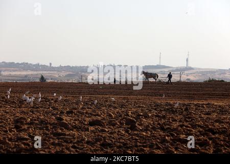 Palestinian farmers work at a field in Beit Lahiya, northern Gaza Strip near the Israeli border, Jan. 12, 2021. (Photo by Majdi Fathi/NurPhoto) Stock Photo