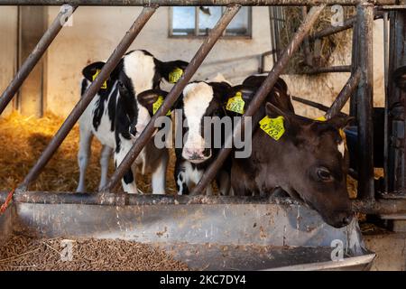 A row of three calves eating hay in a barn Stock Photo