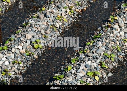 Young wasabi plants grown in rows of pebbles irrigated by fresh flowing water at the Daio wasabi farm, Nagano, Japan. Stock Photo