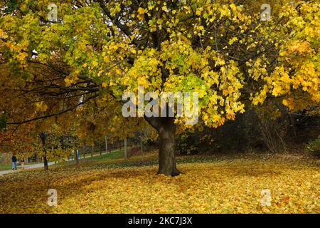 Golden yellow autumn colors on maple tree in a park Stock Photo