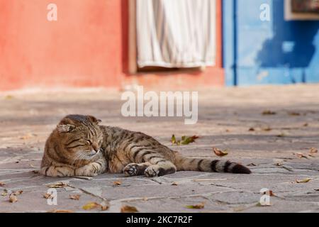 The Scottish Fold cat sleeping on the pavement on Burano Island in Venice, Italy Stock Photo