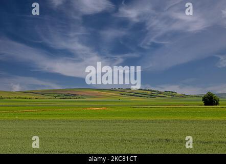 Green grass lawn with blue sky clouds background in nature during rainy day Stock Photo