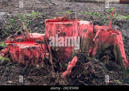 Wendover, Buckinghamshire, UK. 4th November, 2022. Trees felled by HS2 next to the A413. Tree stumps and roots that are painted pink usually have herbicide on them so as to kill the roots. HS2 are building a 350 metre long viaduct across the A413 and the Chiltern Railway line. HS2 have demolished Road Barn Farm and felled hundreds of trees along Small Dean Lane and on either side of the A413. Stop HS2 protesters formerly lived in the woods off the A413 at the Wendover Active Resistance Camp for two years. Eco Activist Dan Hooper known as Swampy and others tunnelled underneath the woodlands in Stock Photo