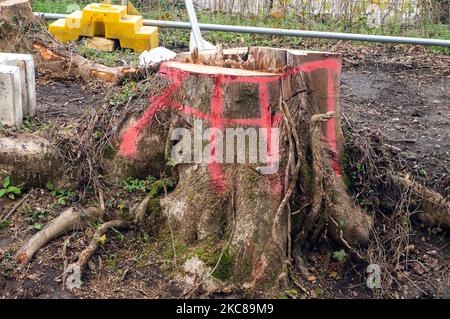 Wendover, Buckinghamshire, UK. 4th November, 2022. Trees felled by HS2 next to the A413. HS2 are building a 350 metre long viaduct across the A413 and the Chiltern Railway line. HS2 have demolished Road Barn Farm and felled hundreds of trees along Small Dean Lane and on either side of the A413. Stop HS2 protesters formerly lived in the woods off the A413 at the Wendover Active Resistance Camp for two years. Eco Activist Dan Hooper known as Swampy and others tunnelled underneath the woodlands in protest against HS2 taking the woodlands. Credit: Maureen McLean/Alamy Live News Stock Photo