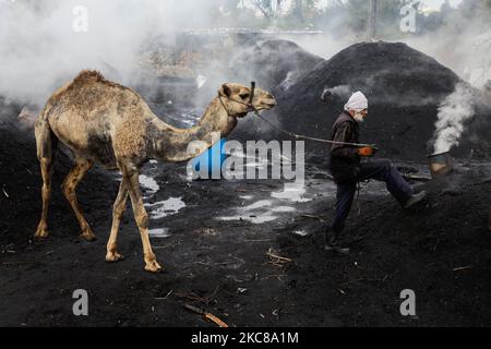 A Palestinian worker stands by his camel at a traditional charcoal ...