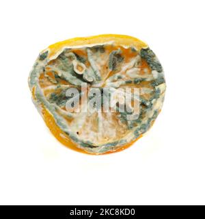 Moldy spoiled half of lemon isolated on white background Stock Photo