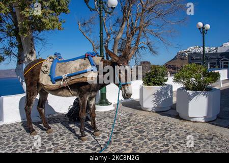 A donkey standing in Imerovigli near Thera in Santorini Volcano Island over the Aegean Sea in Cyclades, a beatuiful Mediterranean destination. Donkeys are used to carry tourists from the cruise ships to the caldera cliff hanging traditional settlement or carrying material for transportation in the narrow streets and alleys. There have been reports of many incidents involving violence and abuse from owners or the tourism industry against the animals in the Greek islands during the summer tourism season. Santorini Island, Greece on July 13, 2020 (Photo by Nicolas Economou/NurPhoto) Stock Photo